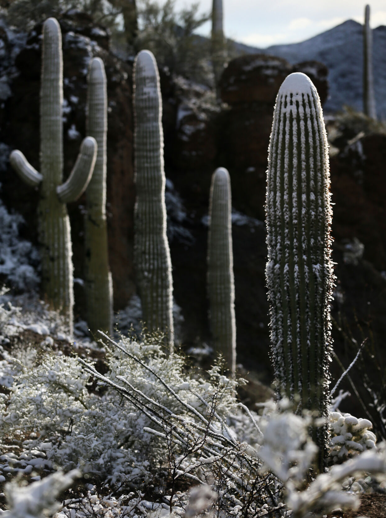 Snow, Tucson, 2023